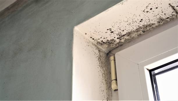 Best Mold Odor Removal Services  in Six Mile, SC
