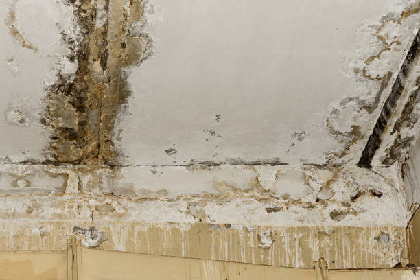 Best Mold Damage Restoration  in Six Mile, SC