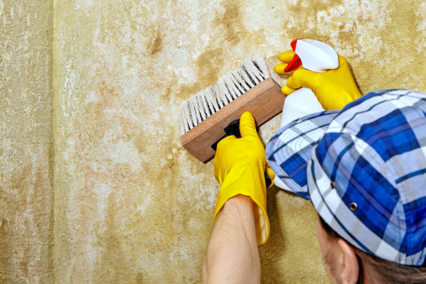 Best Industrial Mold Remediation  in Six Mile, SC
