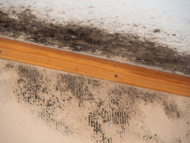 Best Asbestos and Lead Testing During Mold Inspection  in Six Mile, SC
