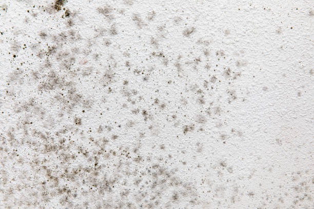 Best Real Estate Mold Inspection  in Six Mile, SC