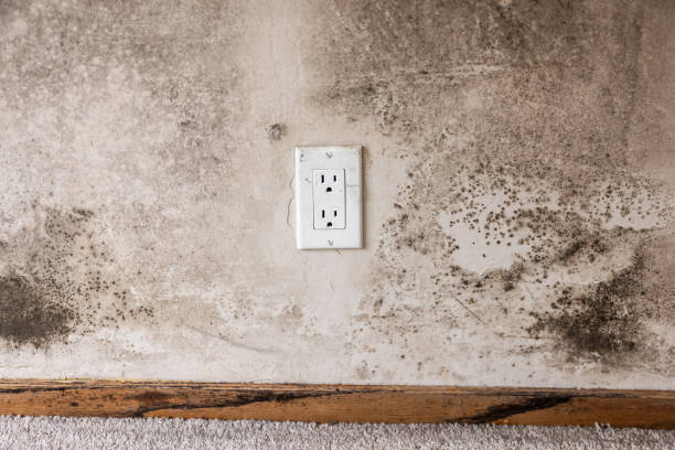 Best Black Mold Removal  in Six Mile, SC
