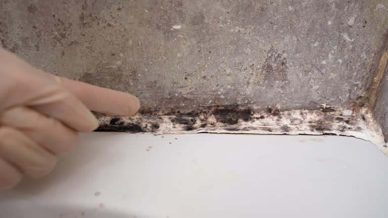 Best Dehumidification Services  in Six Mile, SC